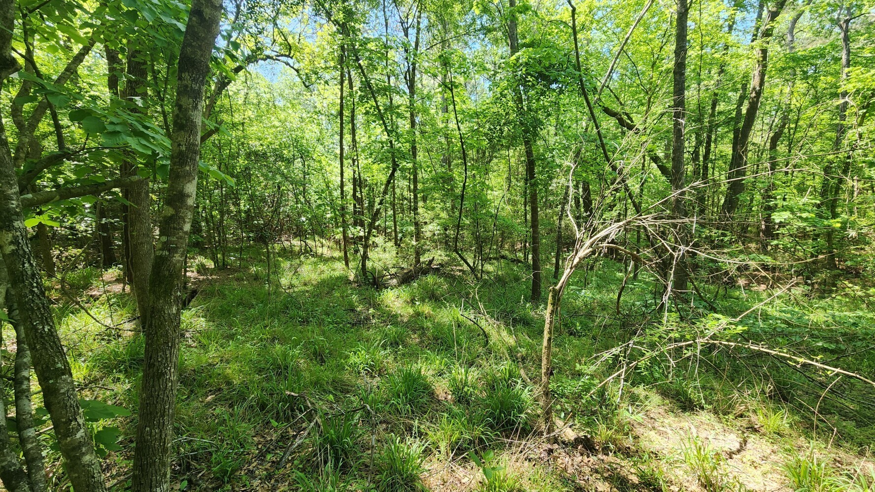 P#3-tbd P Point Blank, TX 77364 - Photo 17 of 19 a view of a lush green forest