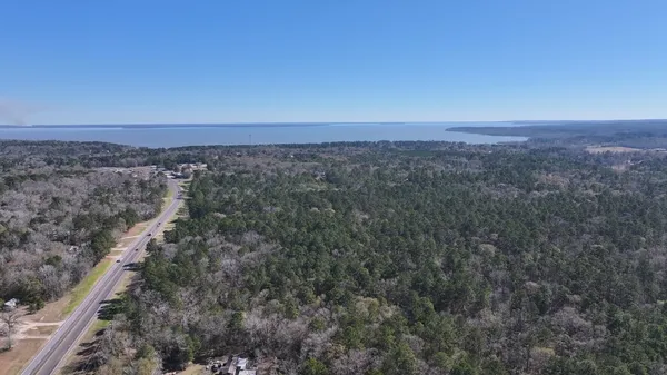 a view of a large trees with lots of trees