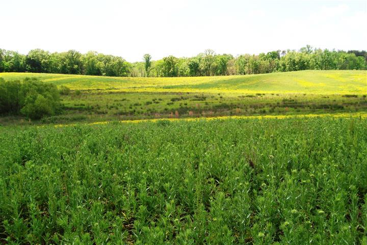 855 Wood Road Walling, TN 38587 - Photo 6 of 22 Gallery Image 6