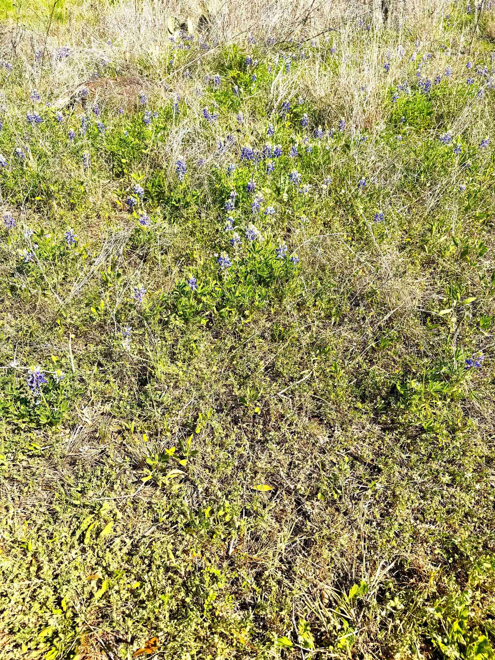 0 East Navarro Street Llano, TX 78643 - Photo 4 of 6 a close up of a plant
