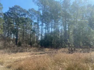a view of a forest with trees in the background