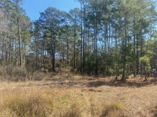 1513 Cheyenne Loop Conroe, TX 77316 - Photo 5 of 8 a view of a forest with trees in the background