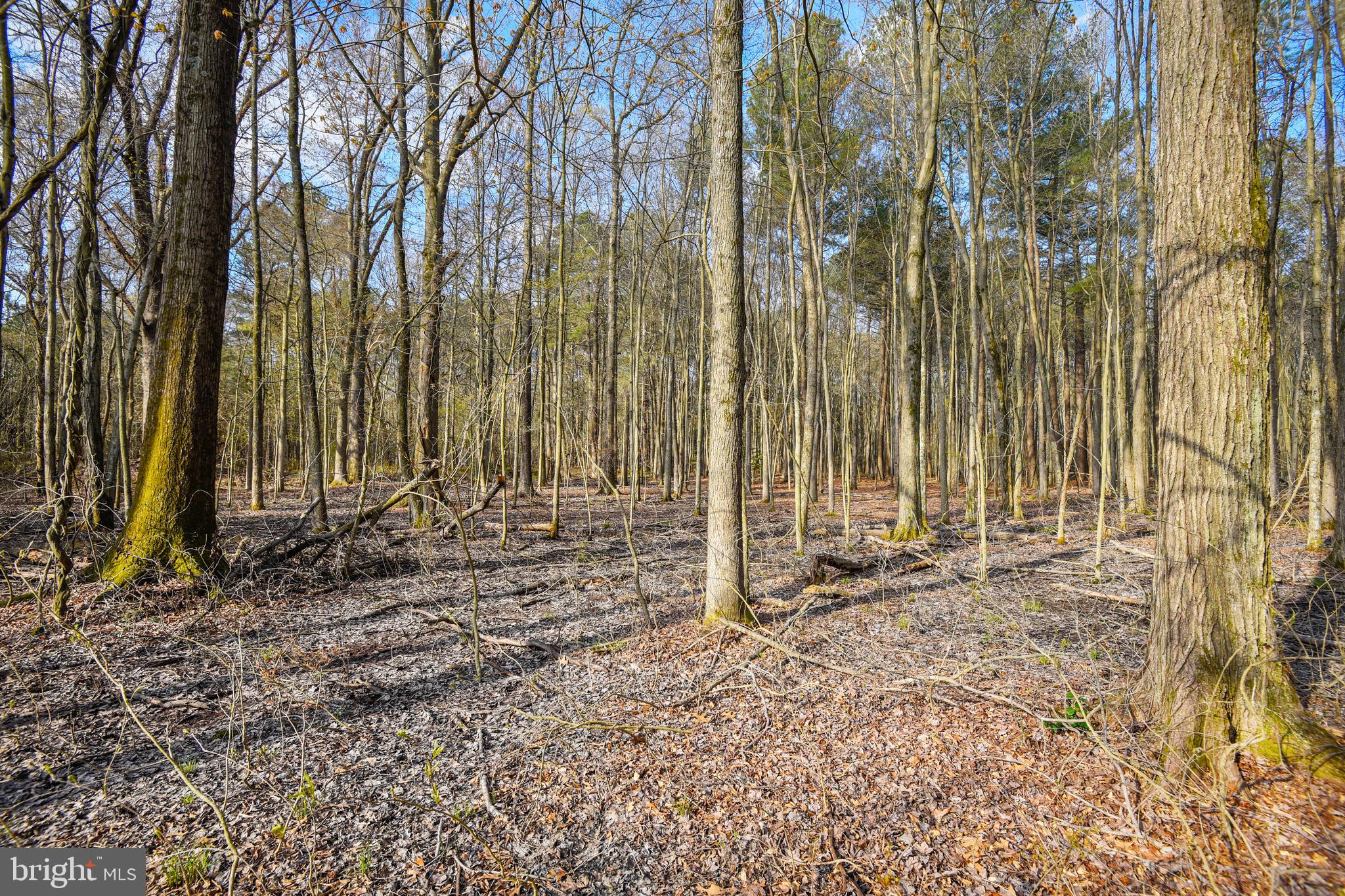 5874 Deale Beach Road Deale, MD 20751 - Photo 5 of 30 Rear acreage