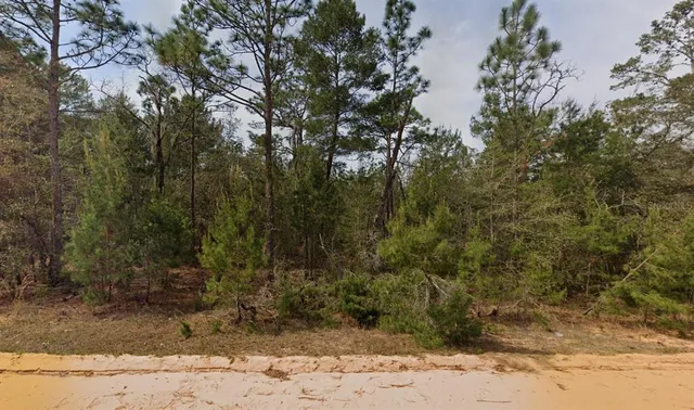 a view of a forest filled with trees