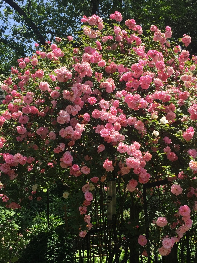 475 Maple Street Winnetka, IL 60093 - Photo 33 of 52