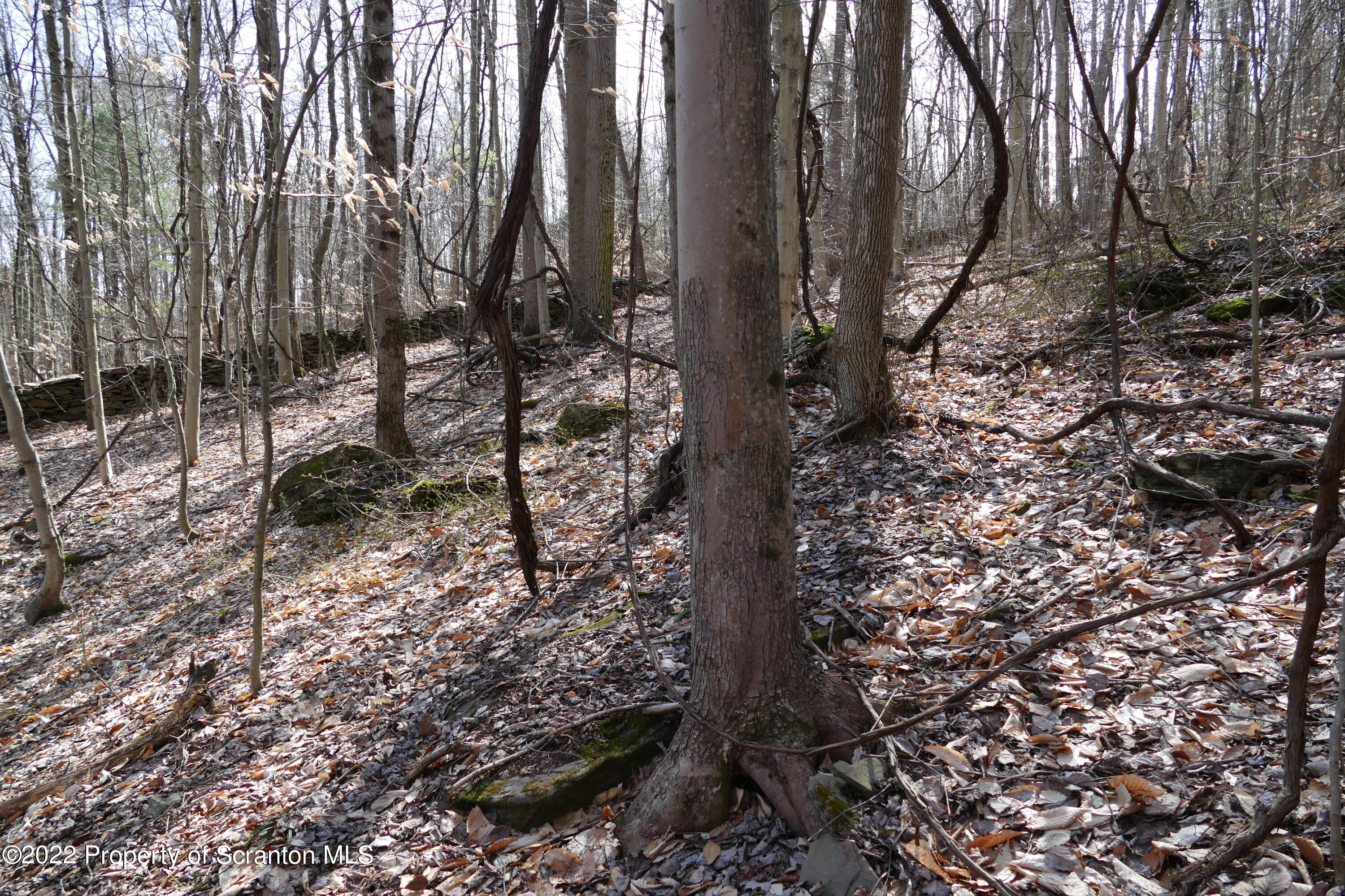 Hunsinger Road Laceyville, PA 18623 - Photo 5 of 18 Woods