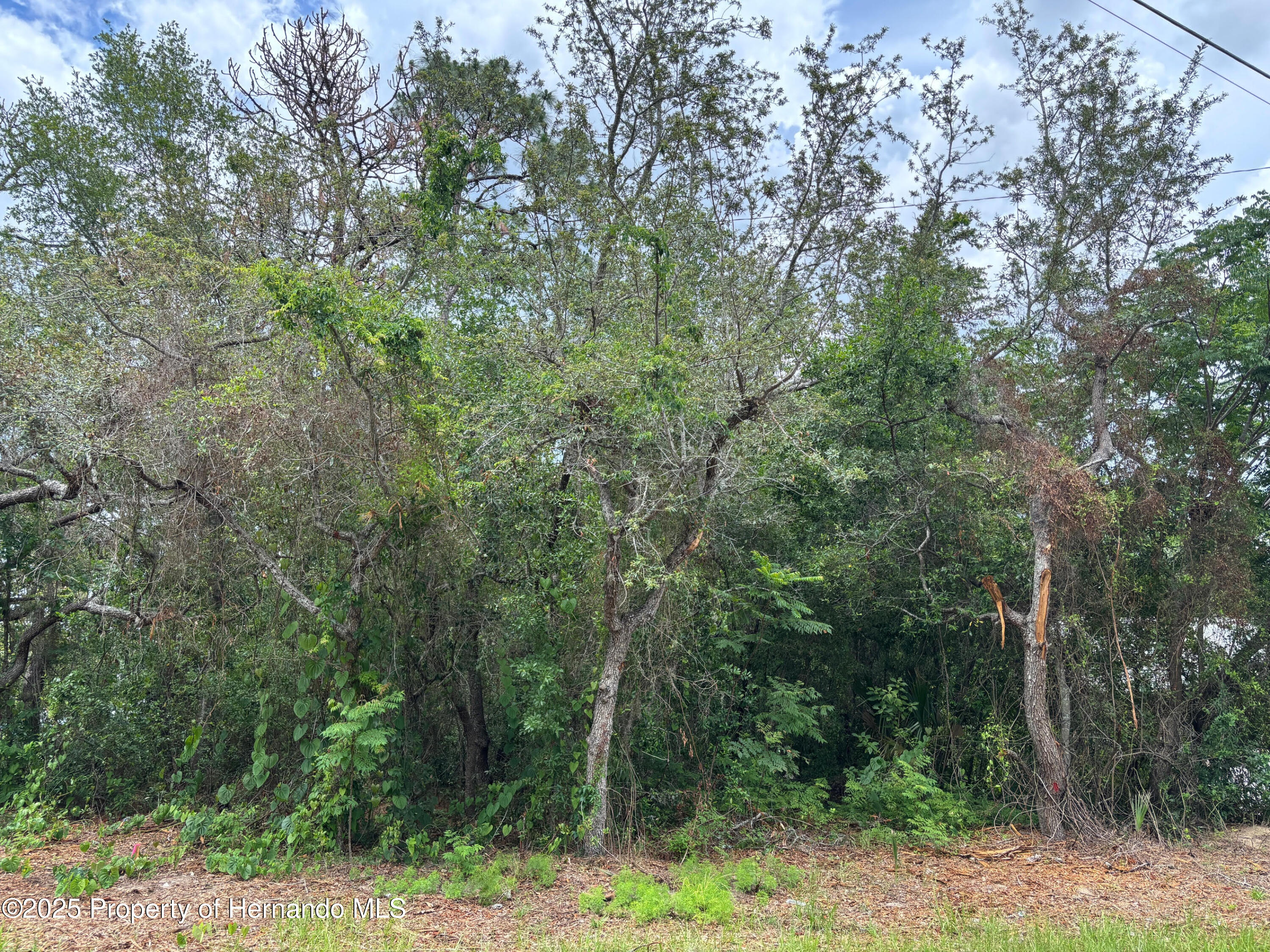 Lot W290 Navajo Trail Spring Hill, FL 34606 - Photo 8 of 8 8