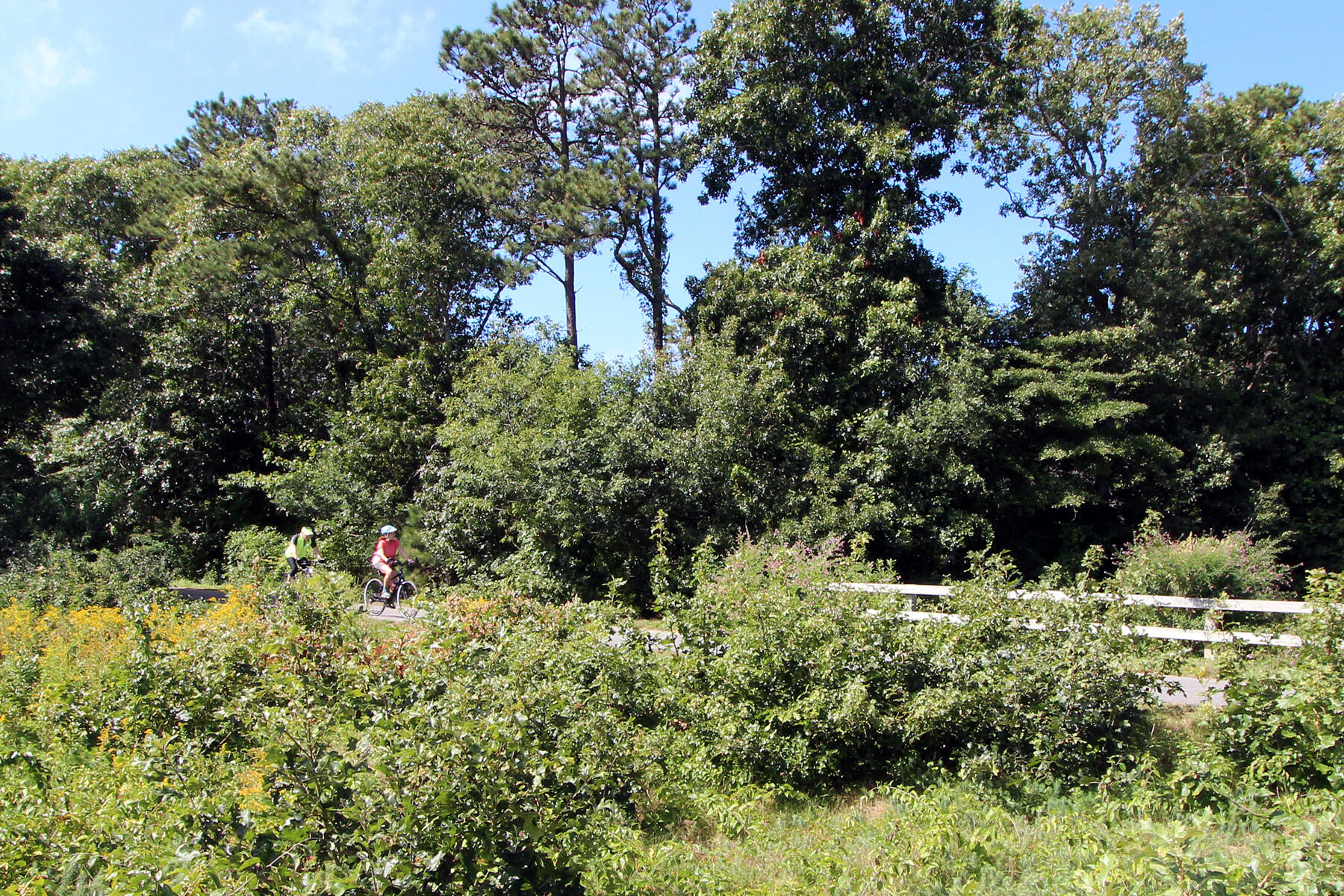 42 Old Colony Way, Unit 30 Orleans, MA 02653 - Photo 28 of 36 a view of a garden with a tree