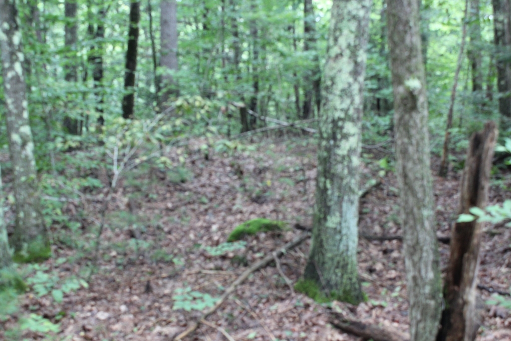 0 Burnshirt Road Phillipston, MA 01331 - Photo 2 of 4 a view of a forest that has large trees