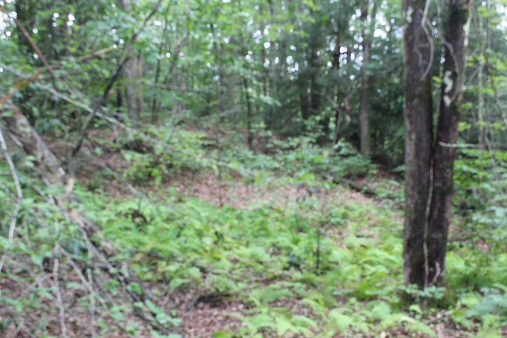 0 Burnshirt Road Phillipston, MA 01331 - Photo 3 of 4 a view of a lush green forest