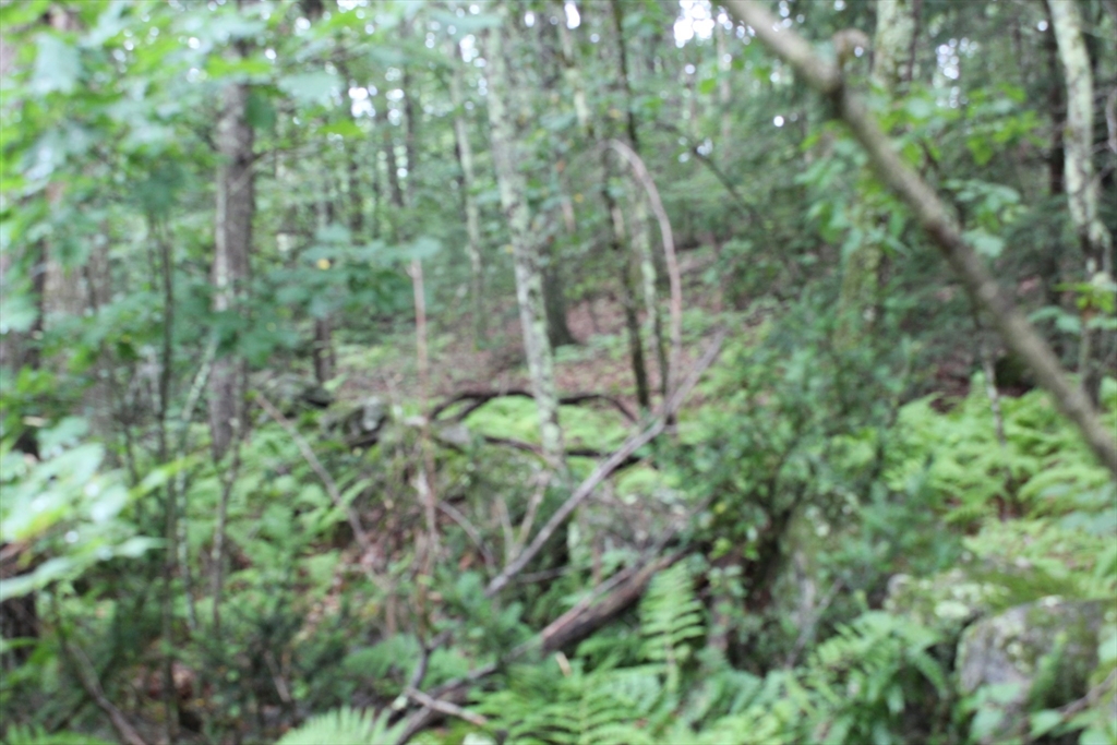 0 Burnshirt Road Phillipston, MA 01331 - Photo 4 of 4 a view of a forest with a tree