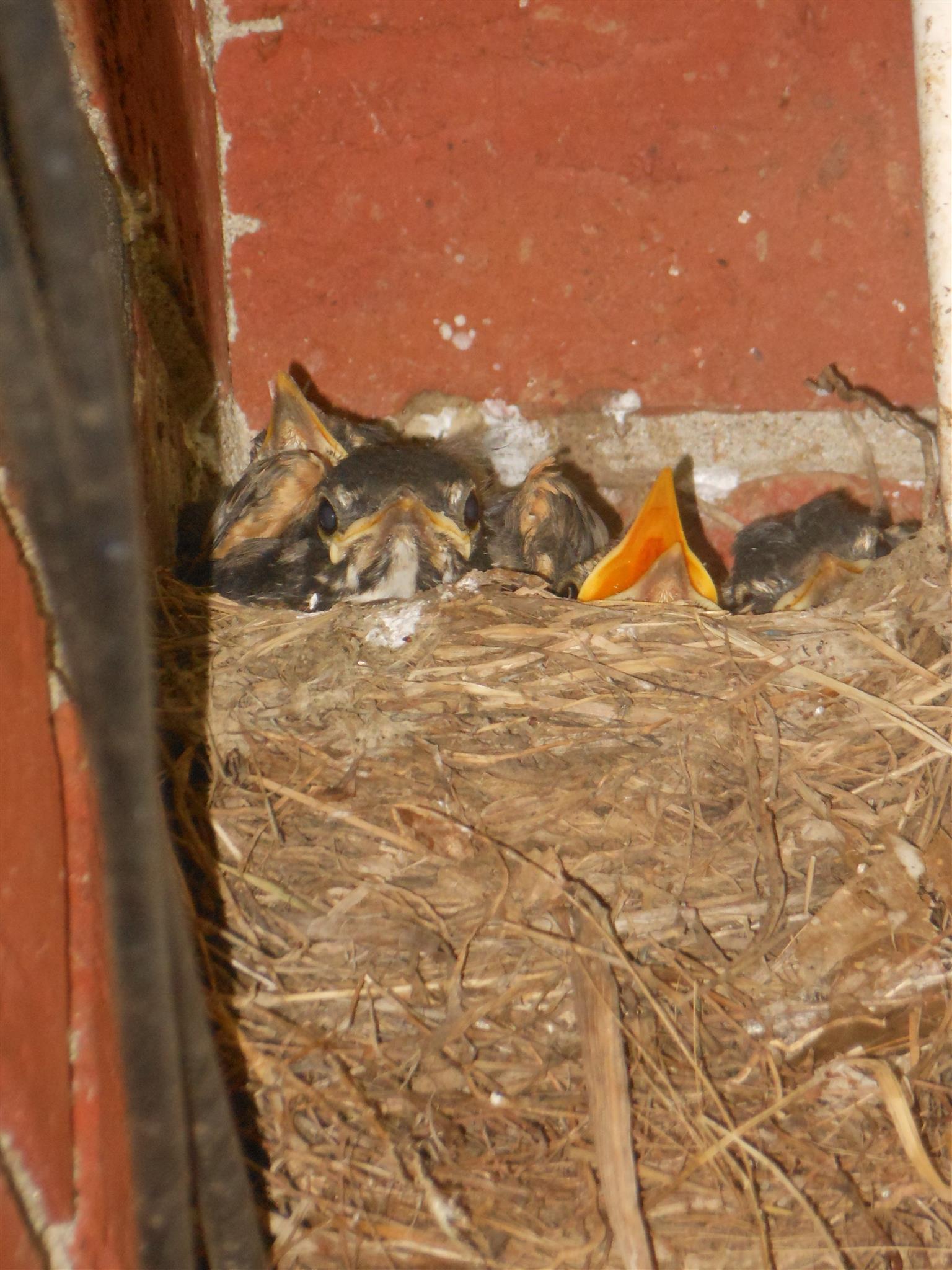 225 Kennett Road Old Hickory, TN 37138 - Photo 26 of 30 Baby Bird Nest Beside Patio!!!!!