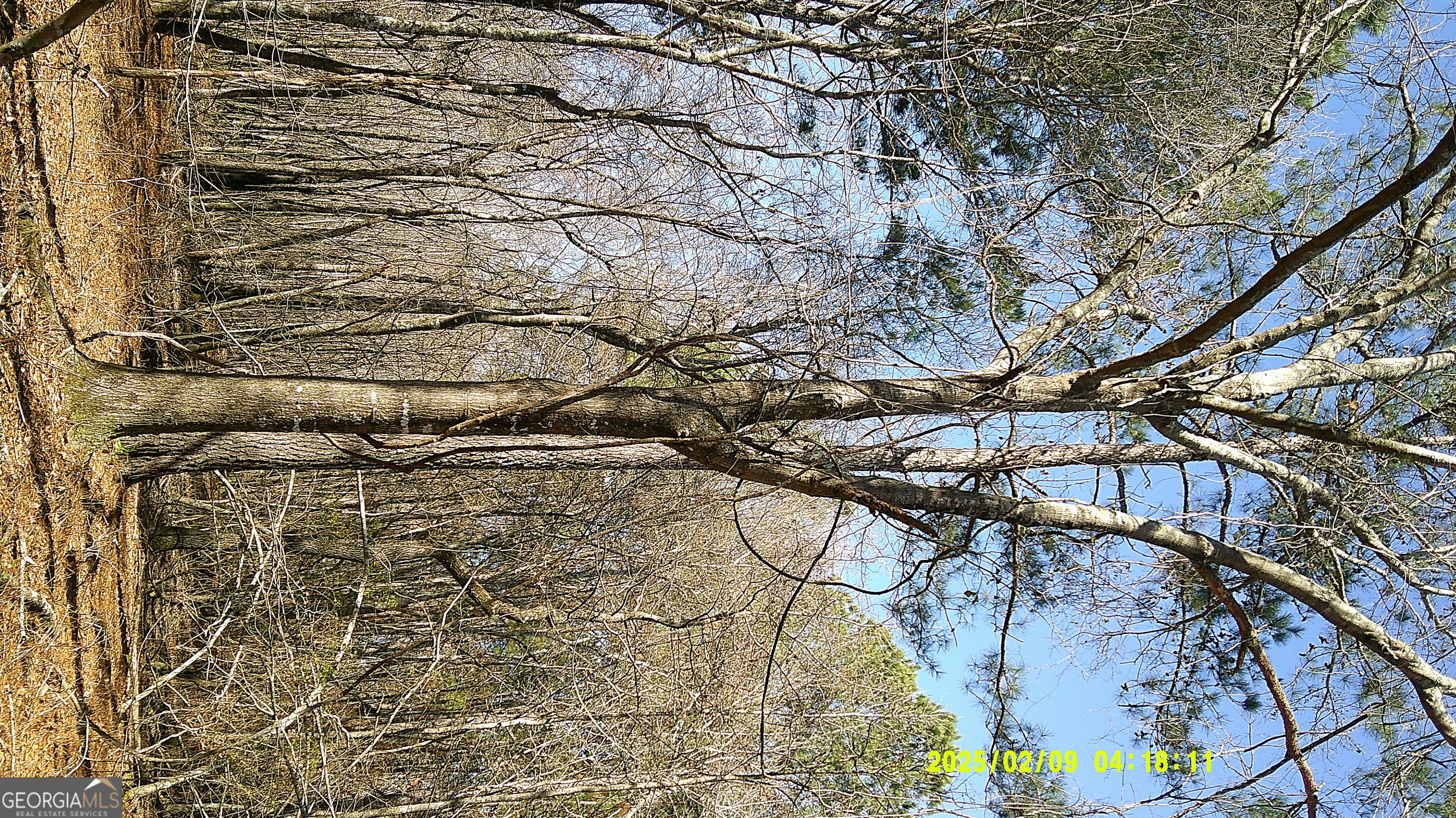 0 Elko Road Unadilla, GA 31091 - Photo 11 of 29 a picture of a tree