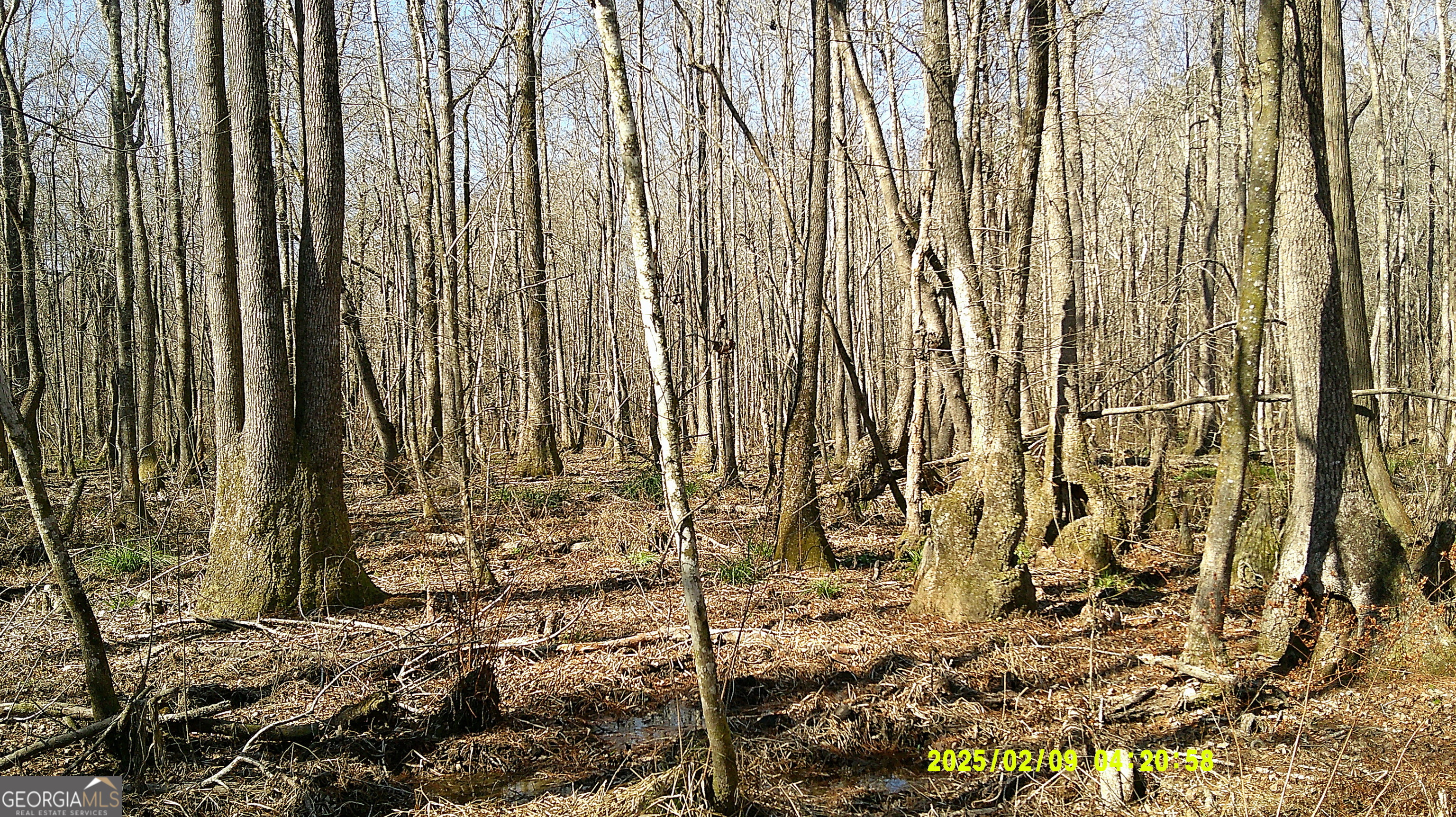0 Elko Road Unadilla, GA 31091 - Photo 13 of 29 a view of a row of trees with a wooden fence