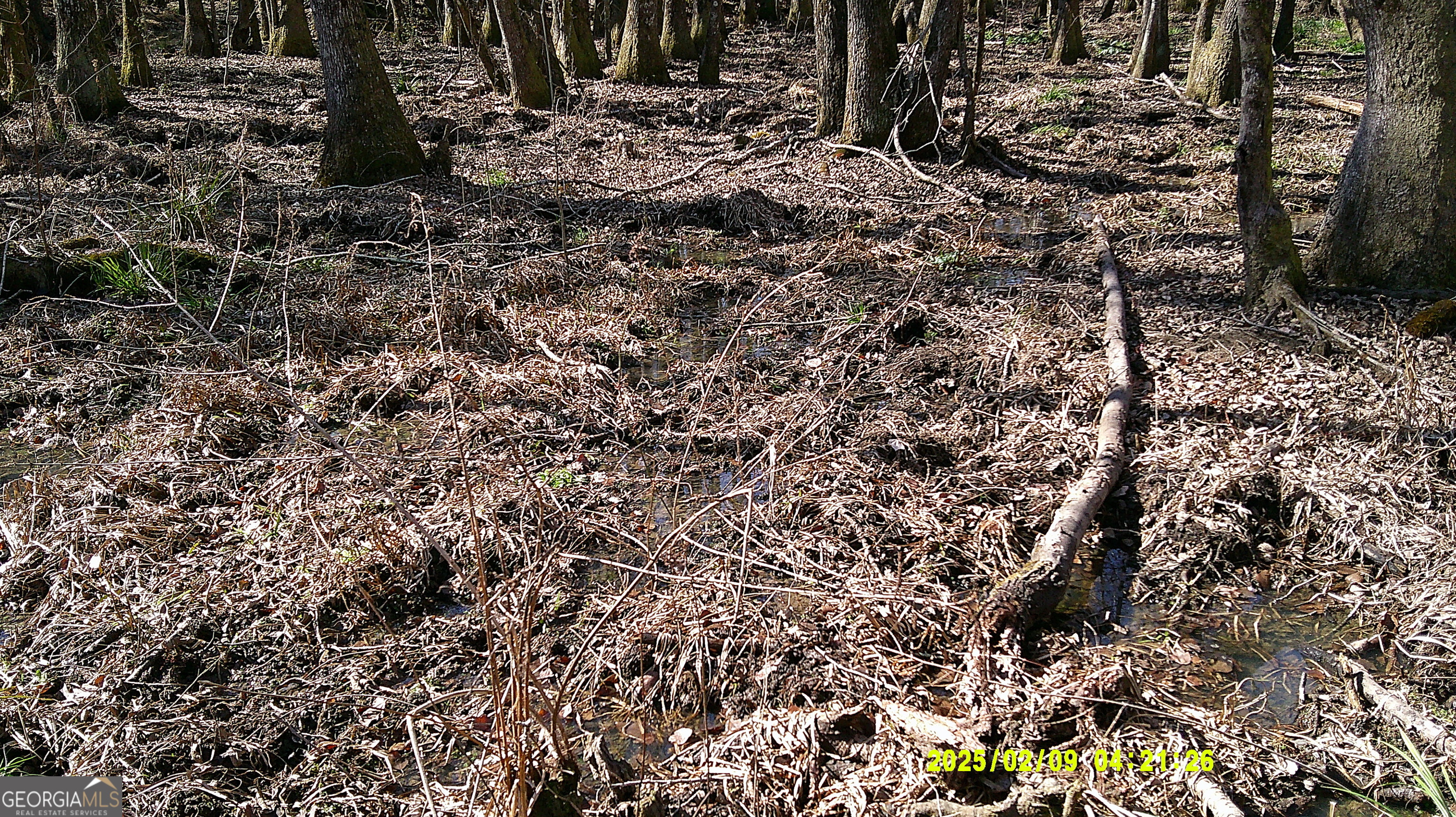 0 Elko Road Unadilla, GA 31091 - Photo 14 of 29 a view of a forest with a tree
