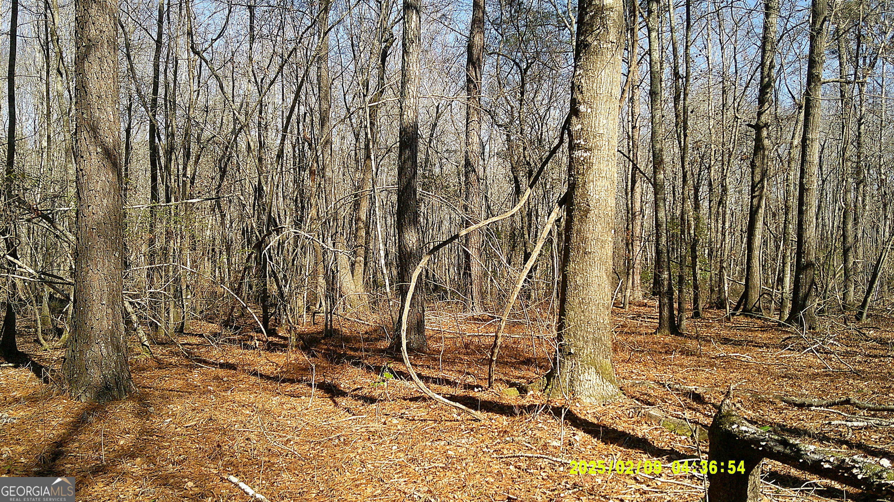 0 Elko Road Unadilla, GA 31091 - Photo 19 of 29 a view of yard