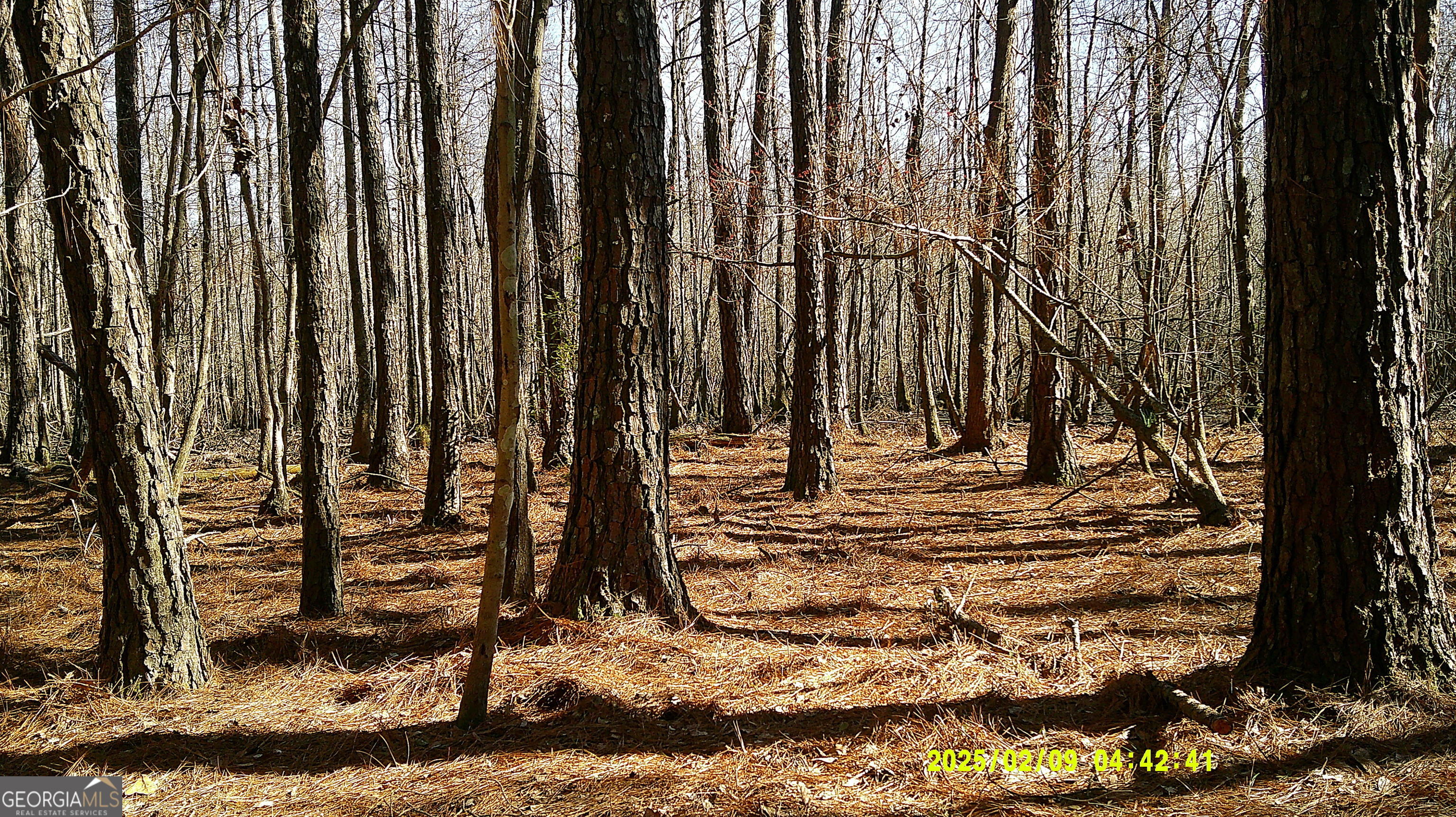 0 Elko Road Unadilla, GA 31091 - Photo 21 of 29 a view of a backyard of the house