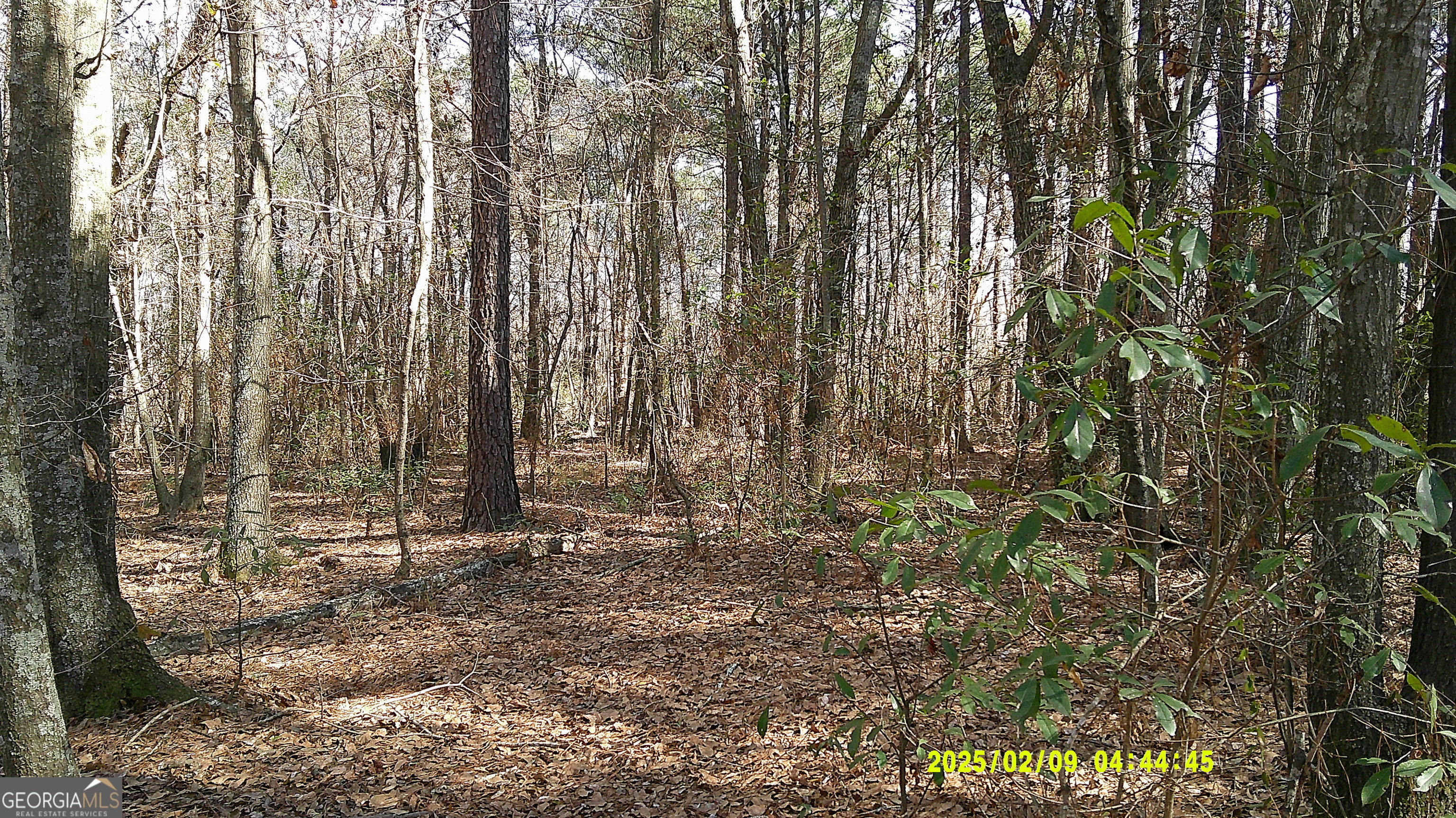 0 Elko Road Unadilla, GA 31091 - Photo 22 of 29 a view of outdoor space with deck and tree
