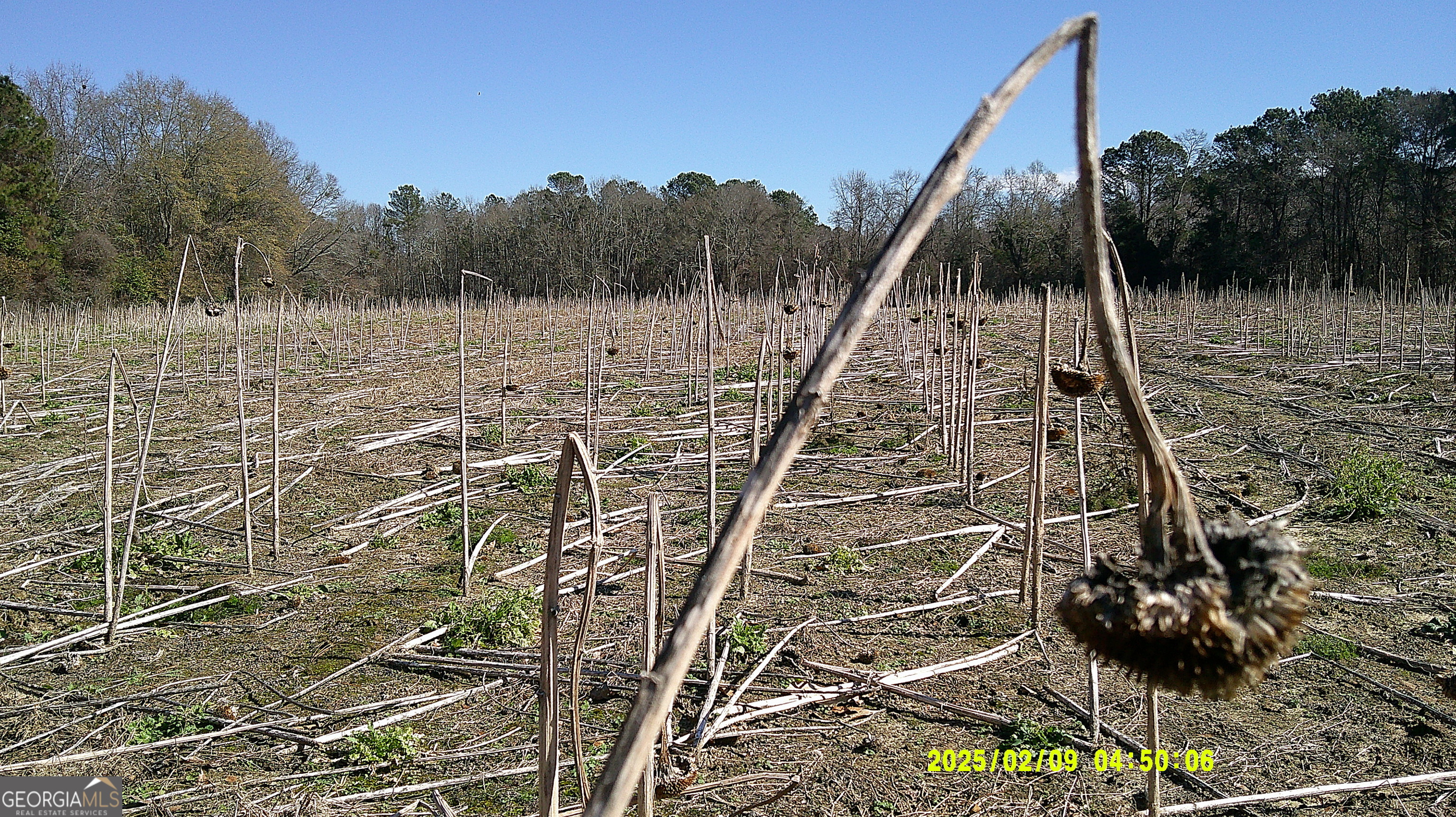0 Elko Road Unadilla, GA 31091 - Photo 27 of 29 a view of a backyard