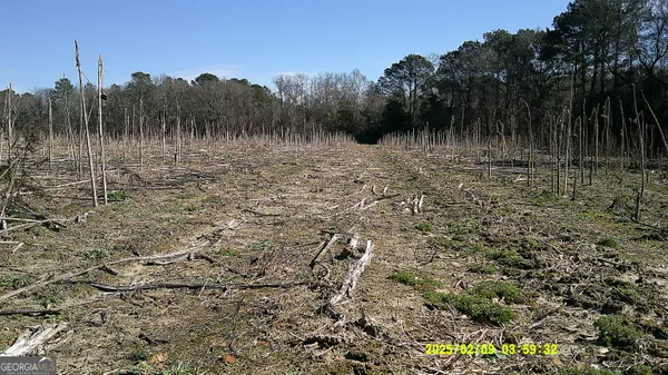 a view of a field with a dry plant in it