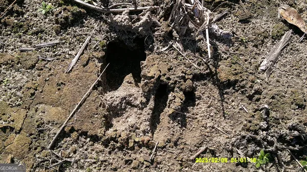 a close up of a palm trees