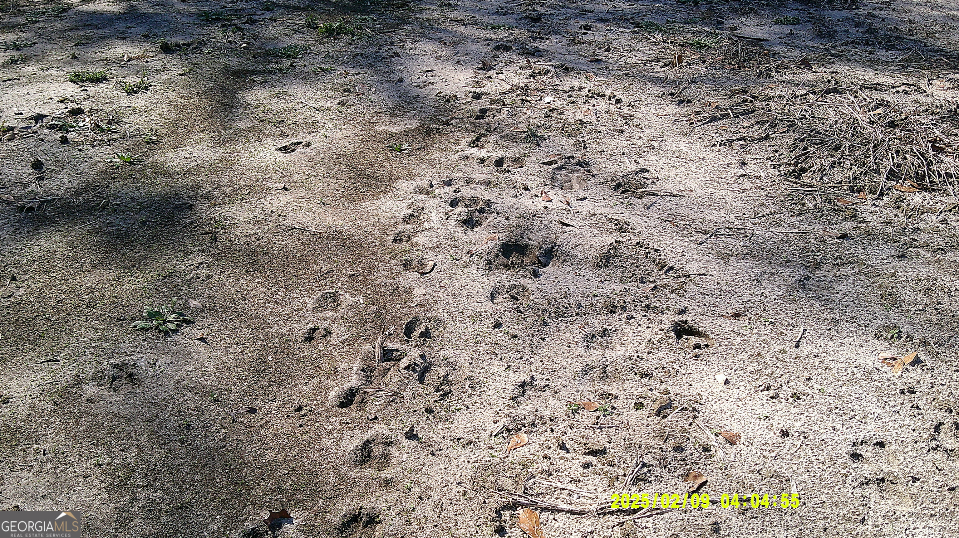 0 Elko Road Unadilla, GA 31091 - Photo 6 of 29 a view of a field with a dry plant in it