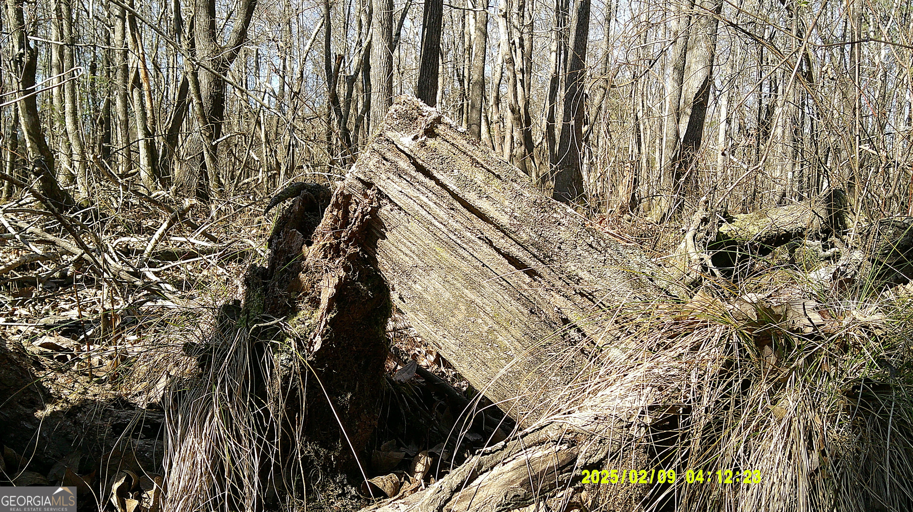 0 Elko Road Unadilla, GA 31091 - Photo 8 of 29