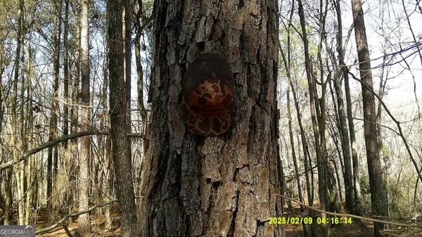 a view of a row of trees with a wooden fence