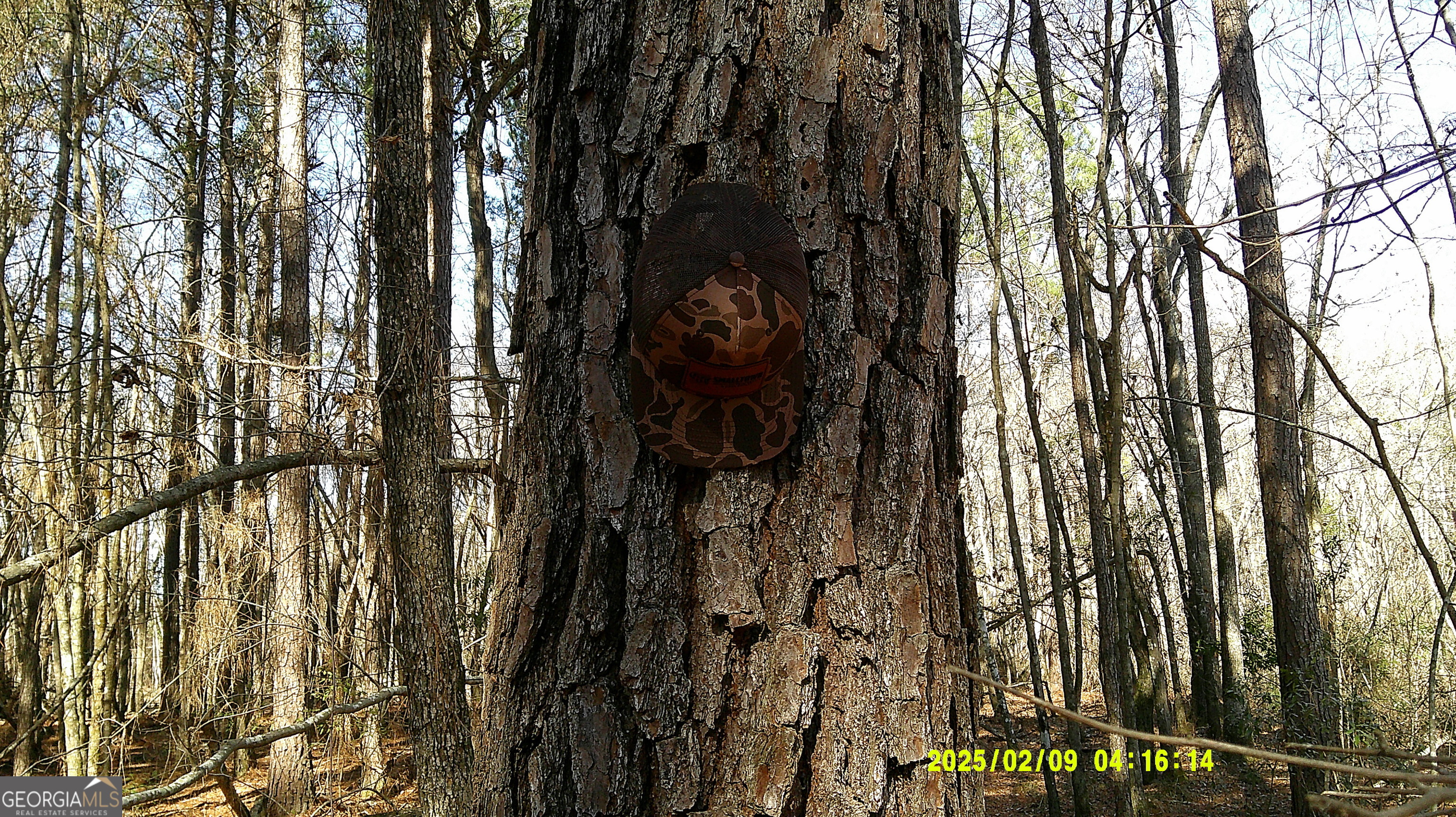 0 Elko Road Unadilla, GA 31091 - Photo 9 of 29 a close up of a palm trees