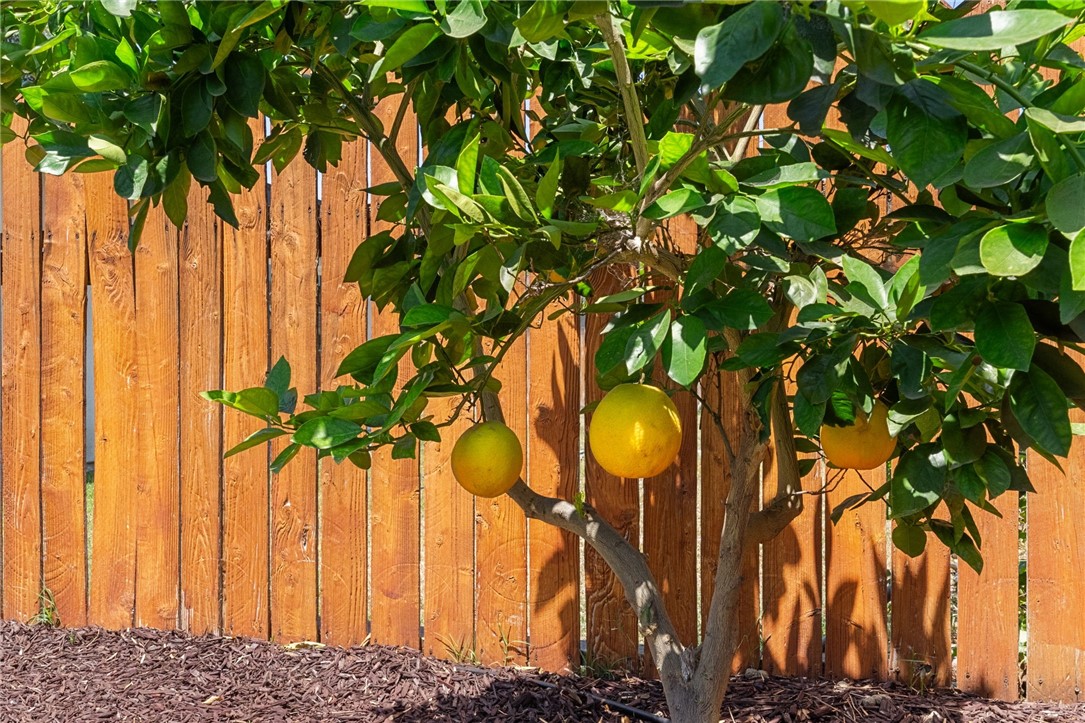 4869 Serrano Place Riverside, CA 92504 - Photo 37 of 40 Beautiful mature fruit tree adds charm, greenery, and a lovely garden feel to the backyard.