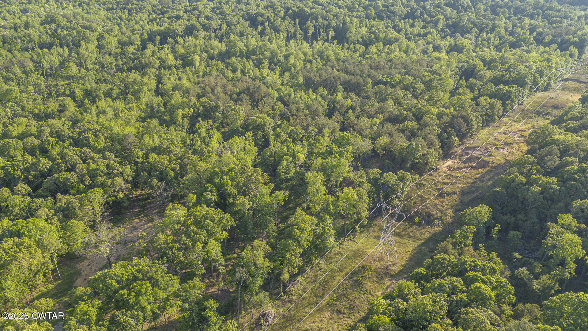 200 Deep Gap Road Jackson, TN 38301 - Photo 12 of 19 a view of a forest with a tree