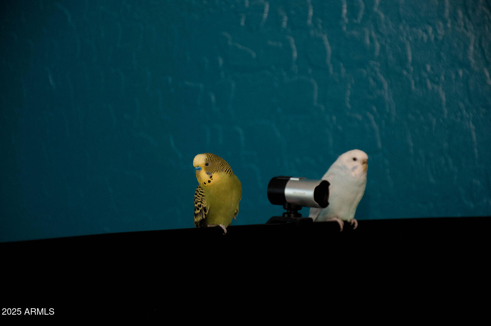 2074 East 37th Avenue Apache Junction, AZ 85119 - Photo 23 of 63 1 (13)