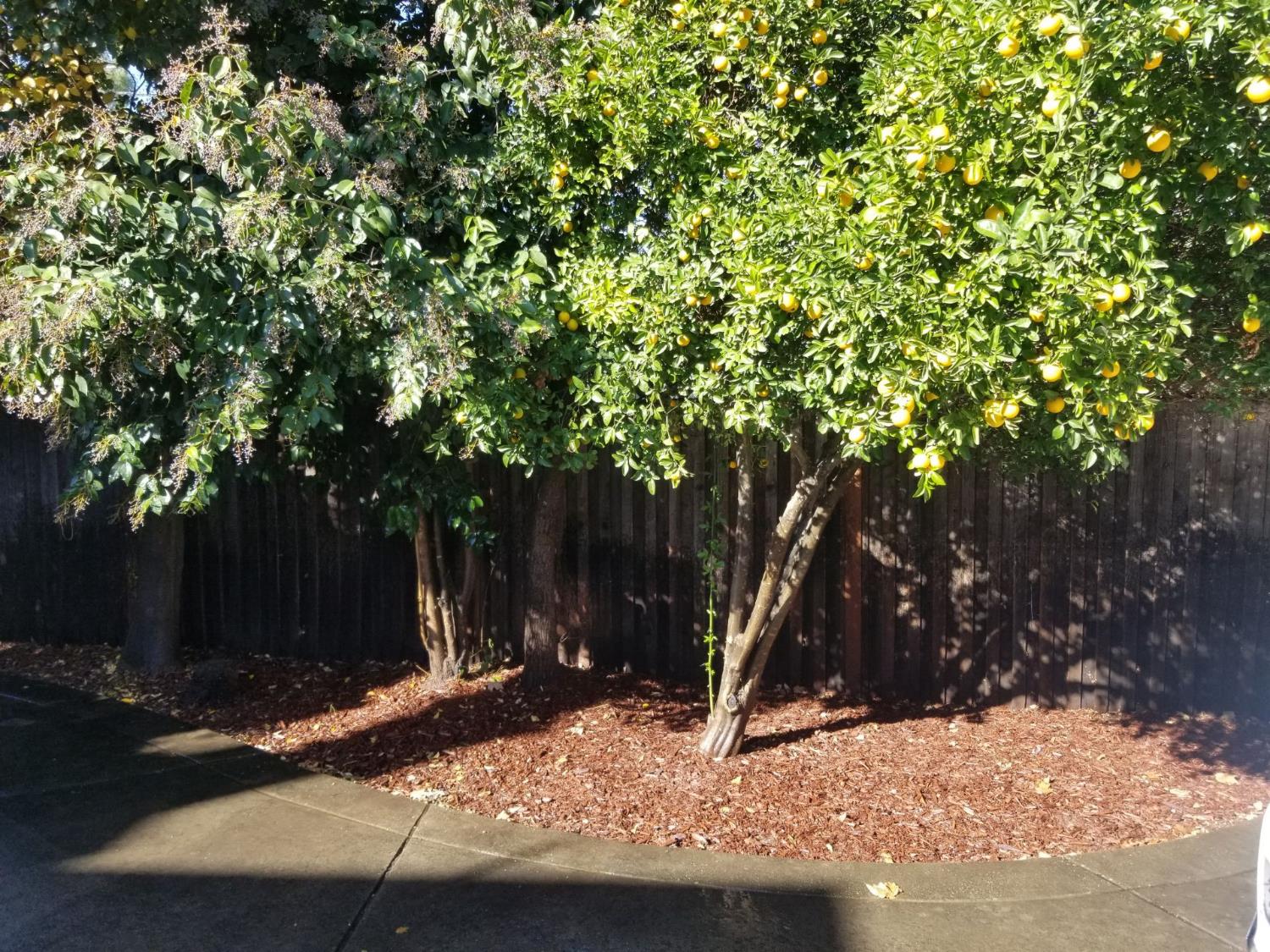 533 Reeves Avenue Yuba City, CA 95991 - Photo 15 of 36