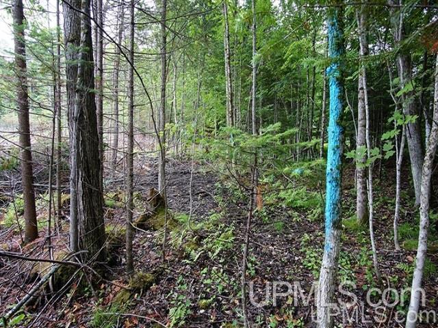 40-acres Co Rd 467 Germfask, MI 49836 - Photo 17 of 22