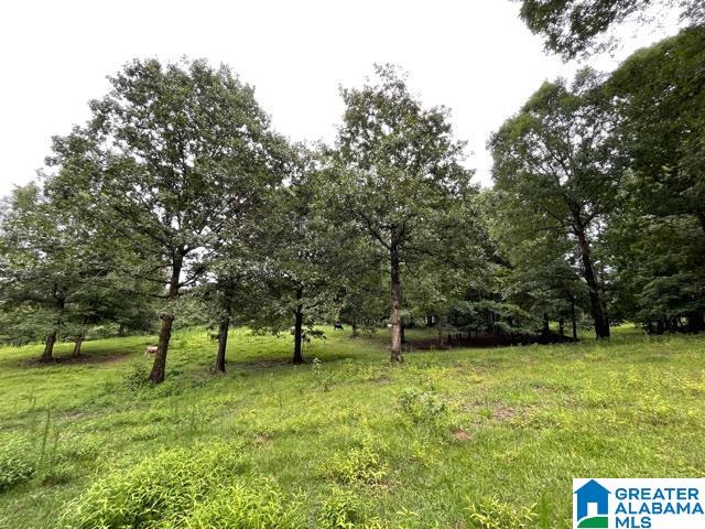 2829 Leander Road Daviston, AL 36256 - Photo 13 of 20