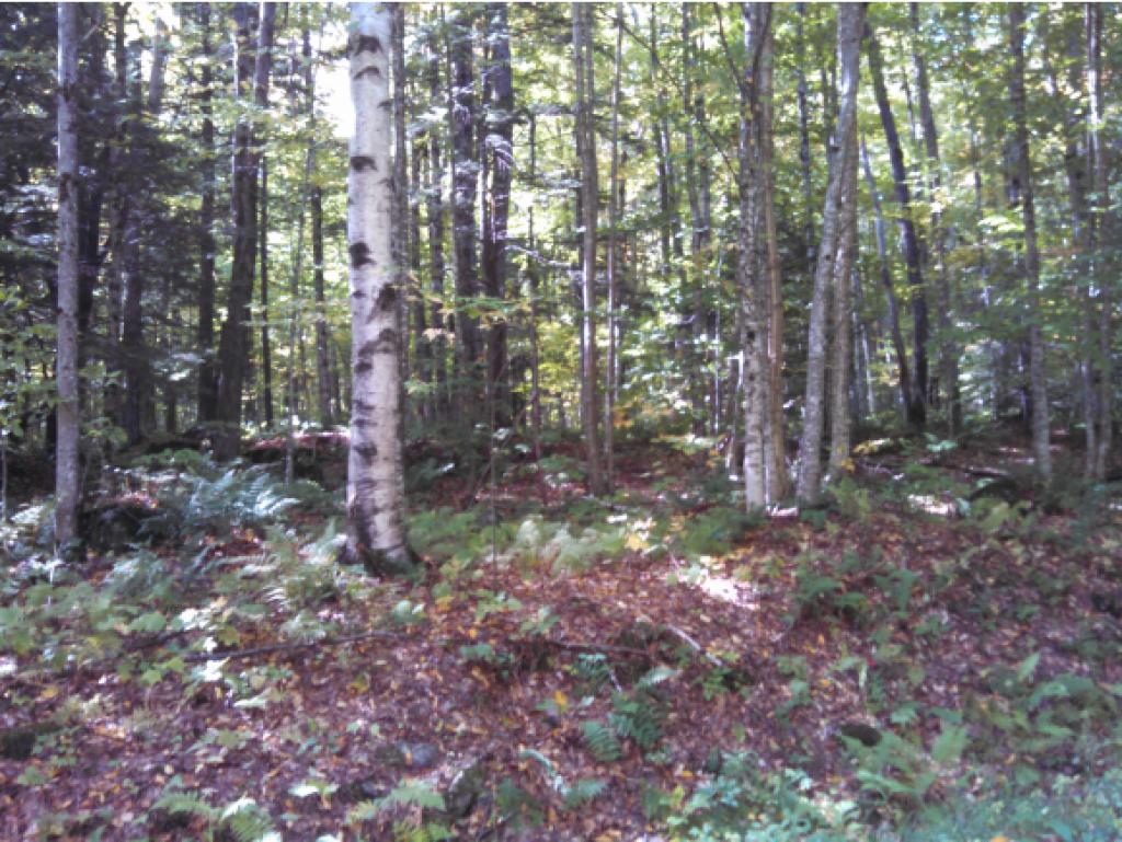 Lot 88 Ross Road Readsboro, VT 05350 - Photo 5 of 5 Gallery Image 5