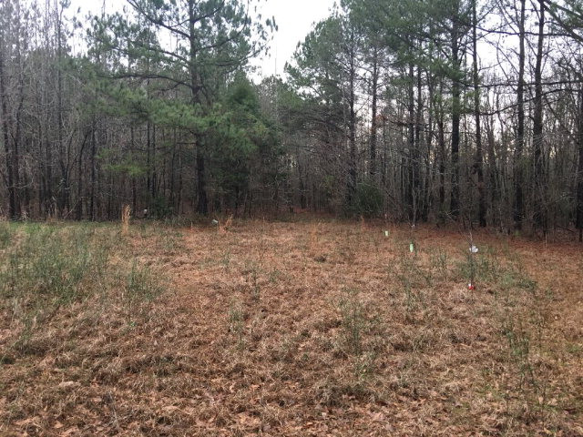 1552 Clary Cut Road Harlem, GA 30814 - Photo 26 of 37 back food plot area