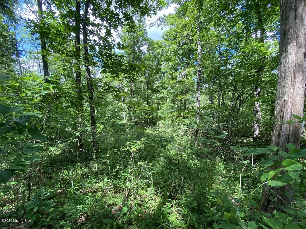 560 River Road Clarkson, KY 42726 - Photo 15 of 24 12 Acres Nolin River141