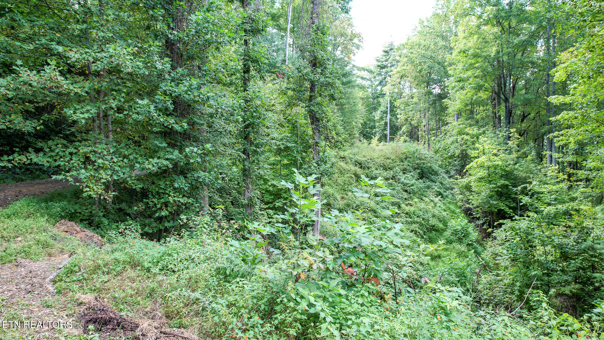 740 Johns Creek Road Del Rio, TN 37727 - Photo 18 of 29 DJI_0453