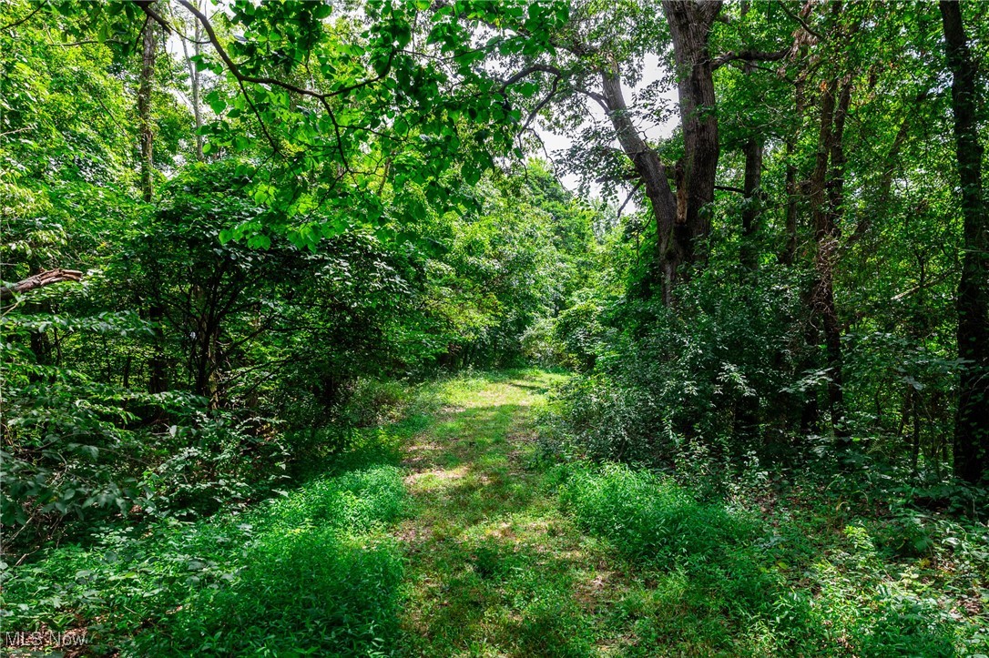 Harrons Ridge Road Dexter City, OH 45727 - Photo 28 of 50 View of woods
