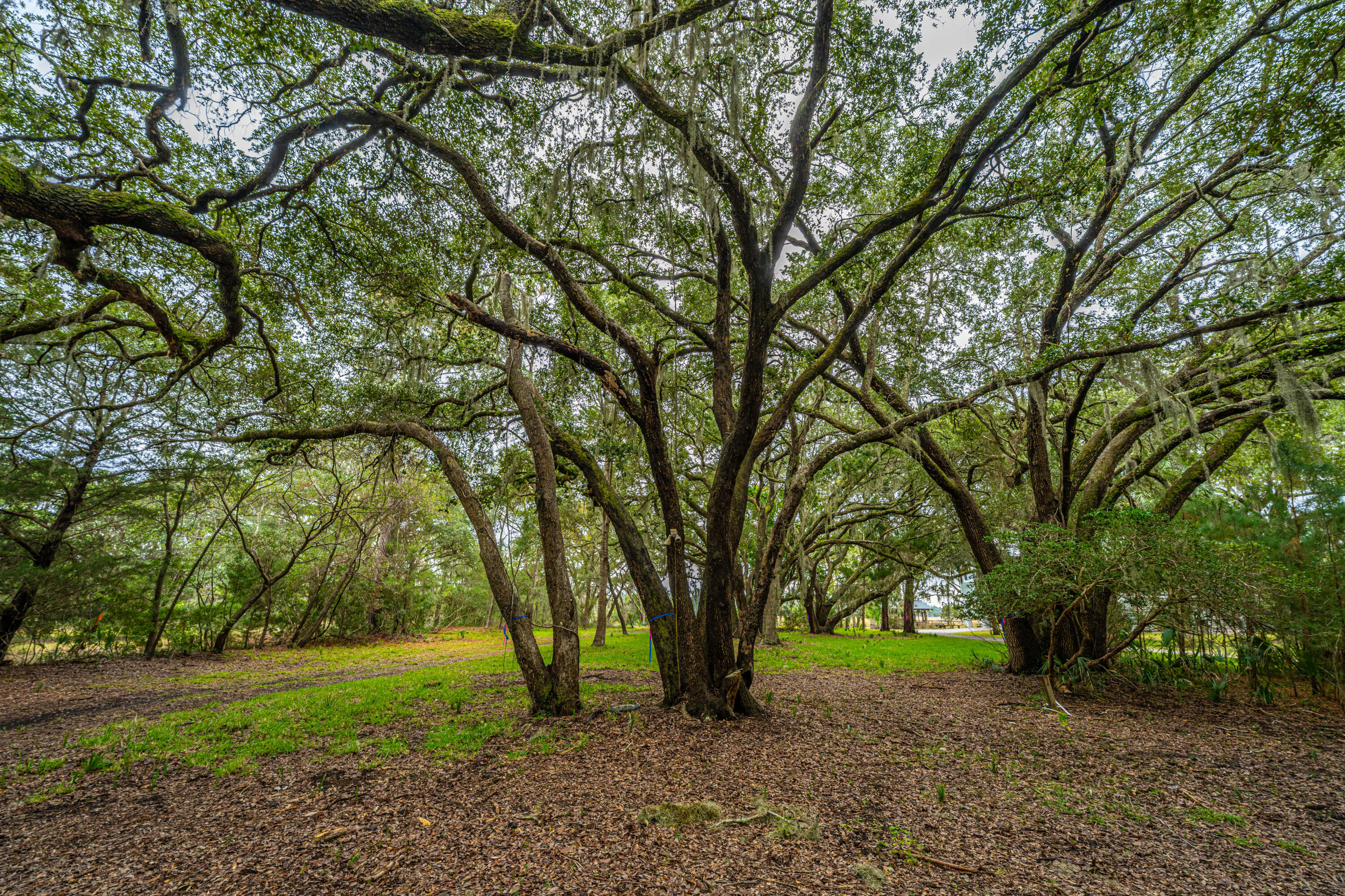 8737 Peters Point Road Edisto Island, SC 29438 - Photo 11 of 42 8737PetersPointRd007
