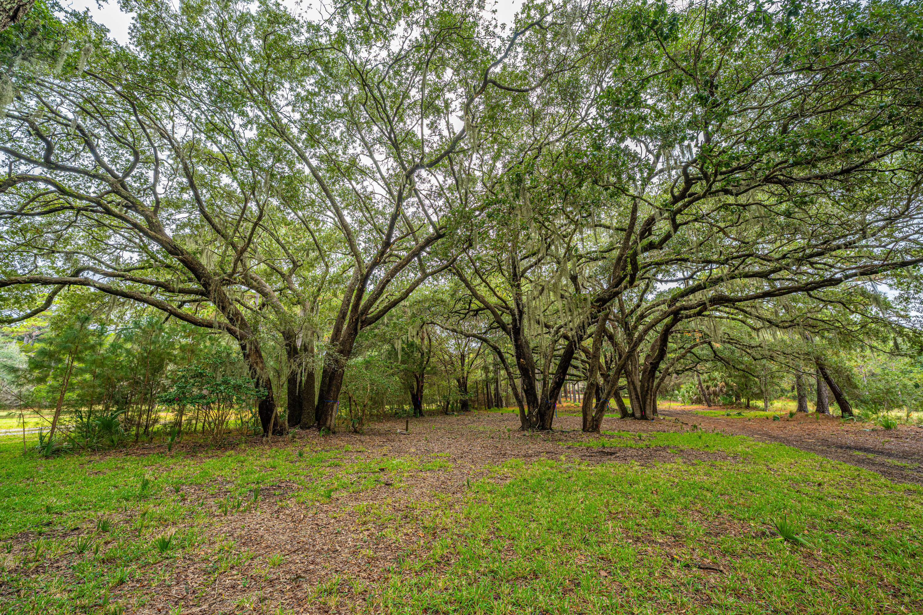8737 Peters Point Road Edisto Island, SC 29438 - Photo 13 of 42 8737PetersPointRd009
