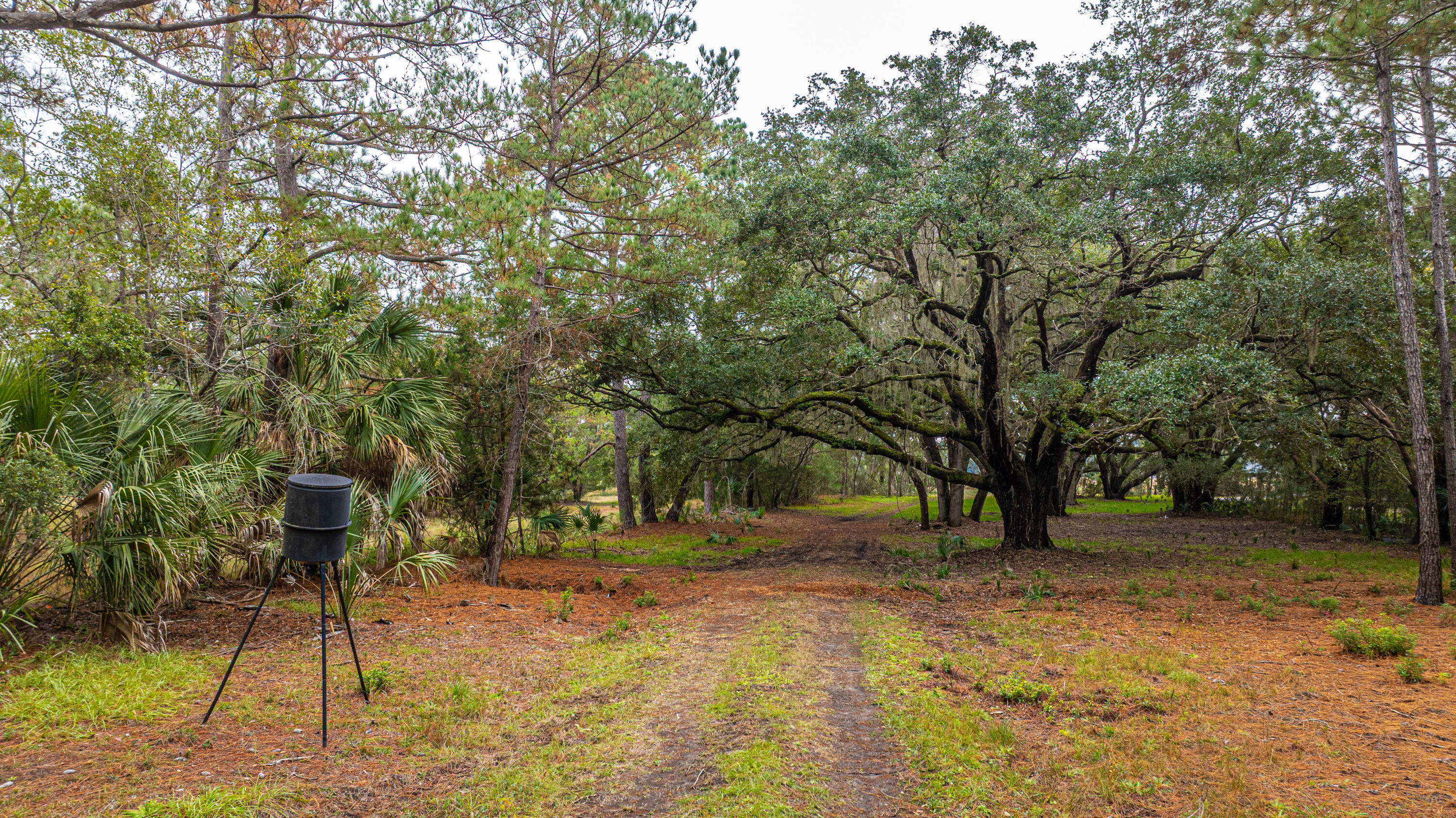 8737 Peters Point Road Edisto Island, SC 29438 - Photo 34 of 42 8737PetersPointRd072