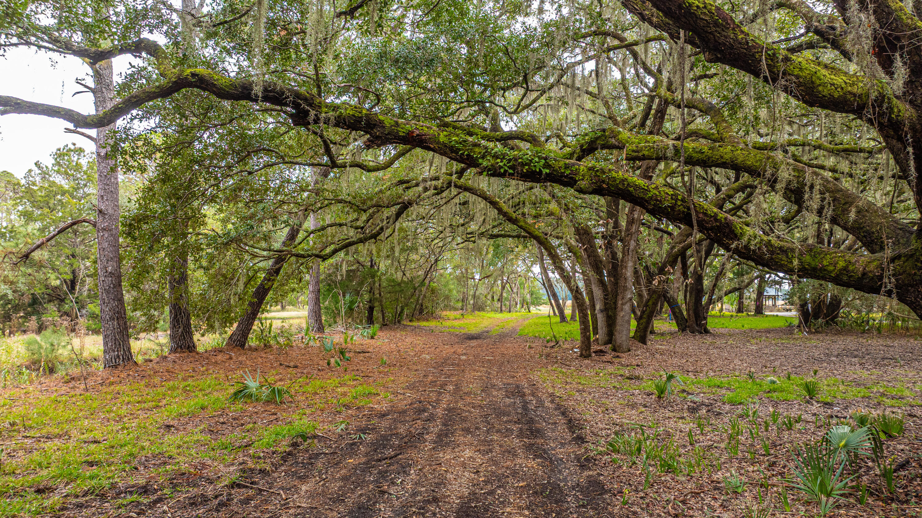 8737 Peters Point Road Edisto Island, SC 29438 - Photo 36 of 42 8737PetersPointRd074