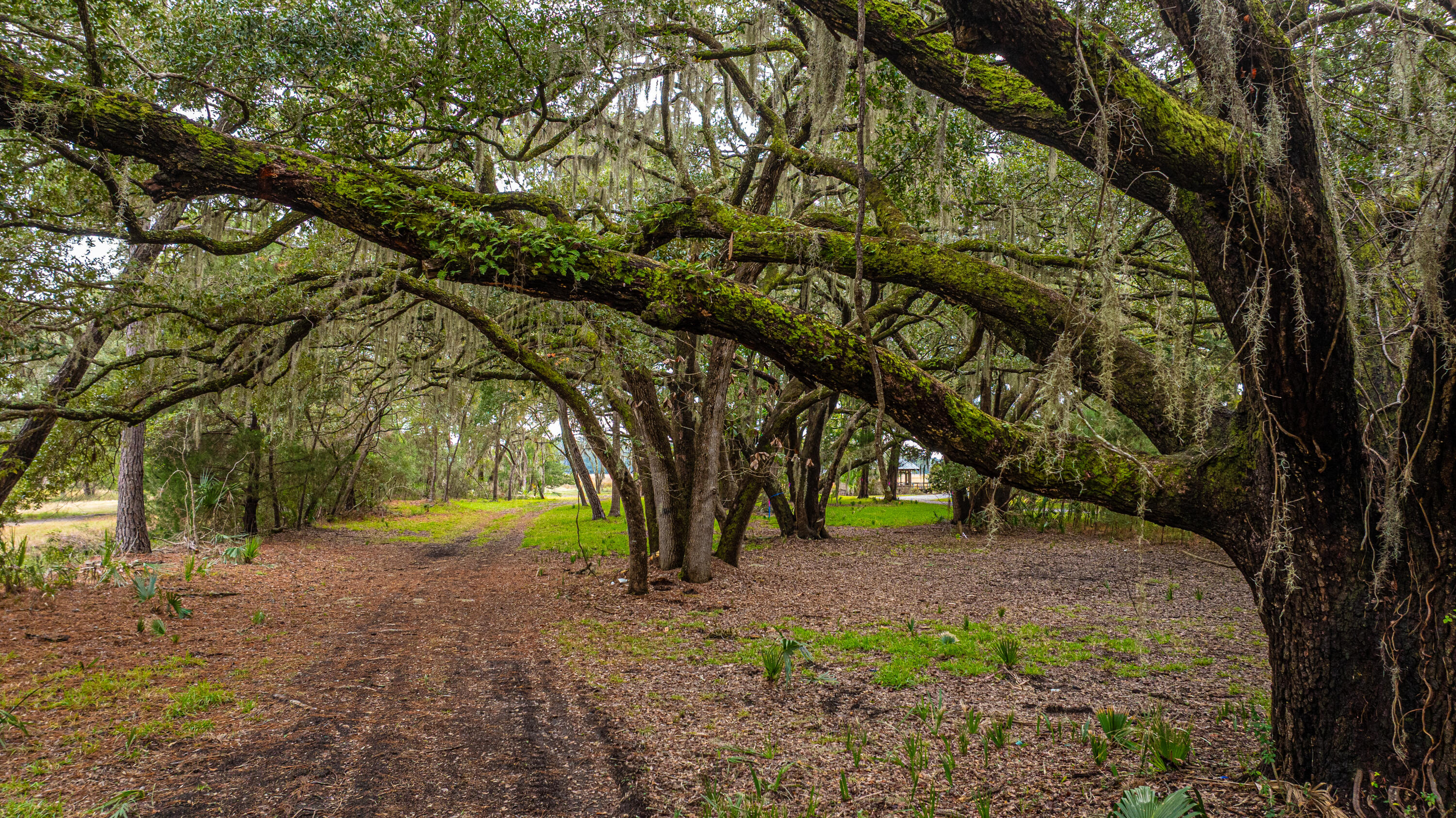 8737 Peters Point Road Edisto Island, SC 29438 - Photo 37 of 42 8737PetersPointRd075