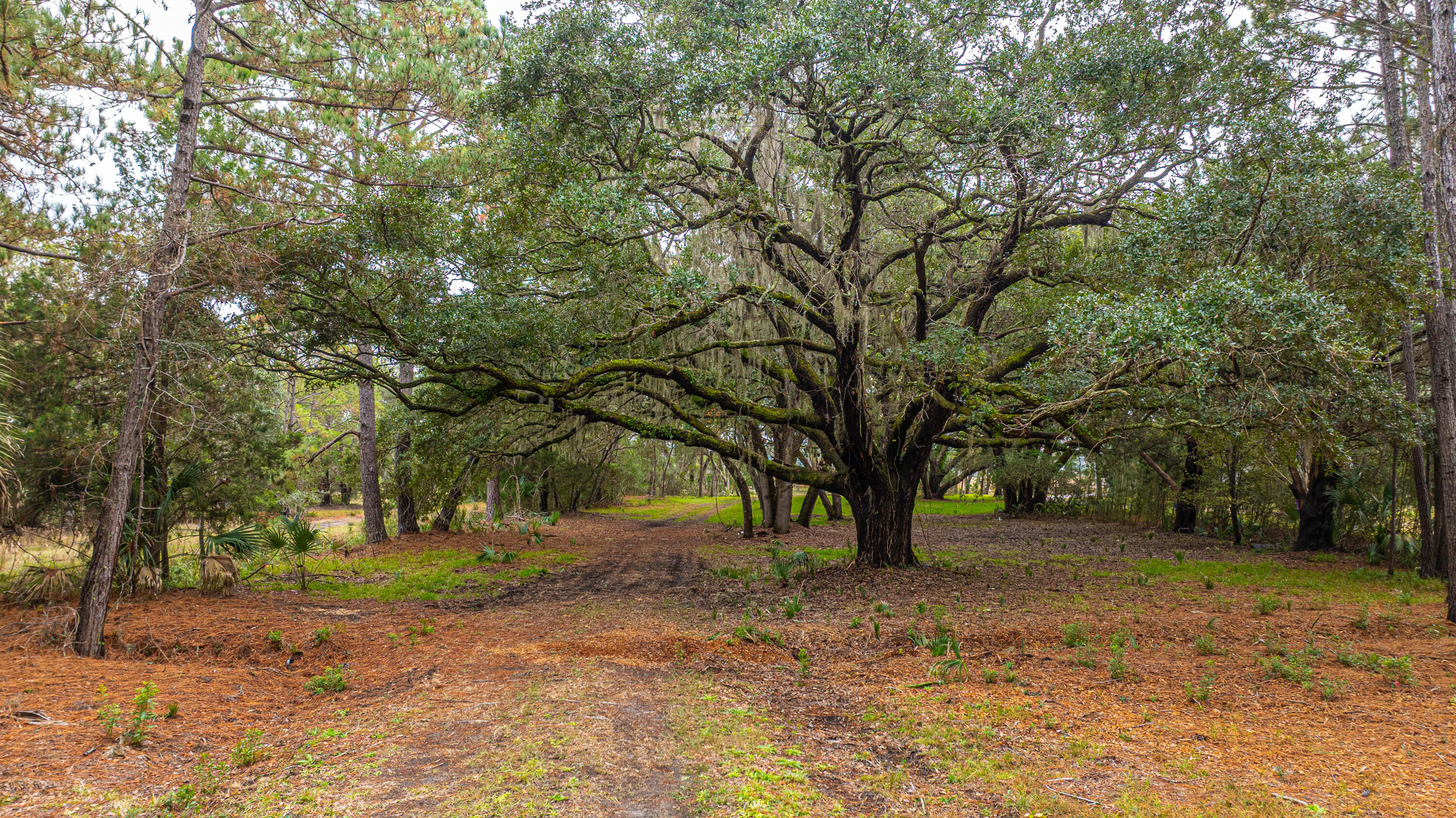 8737 Peters Point Road Edisto Island, SC 29438 - Photo 4 of 42 8737PetersPointRd073