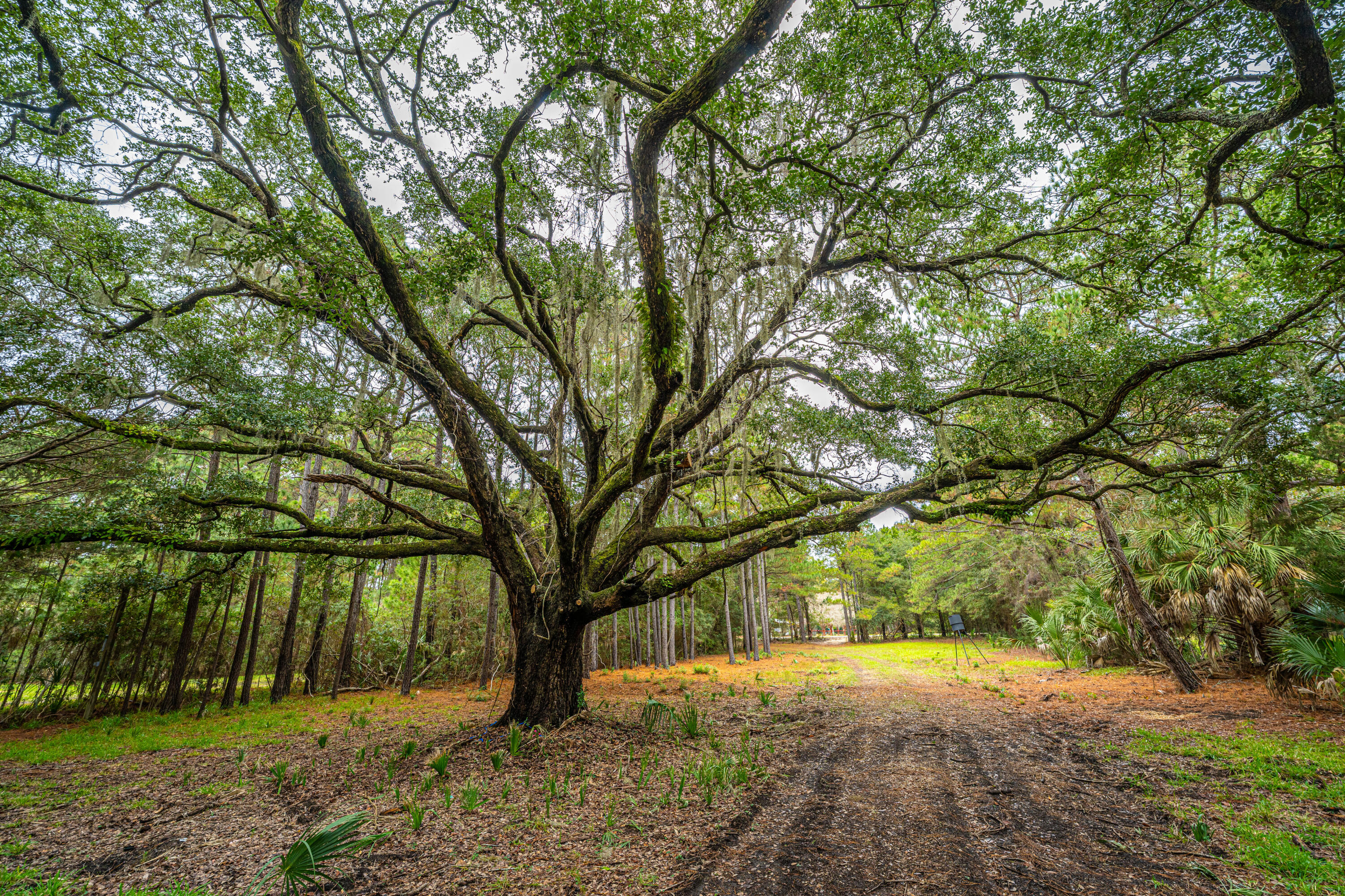 8737 Peters Point Road Edisto Island, SC 29438 - Photo 5 of 42 8737PetersPointRd004