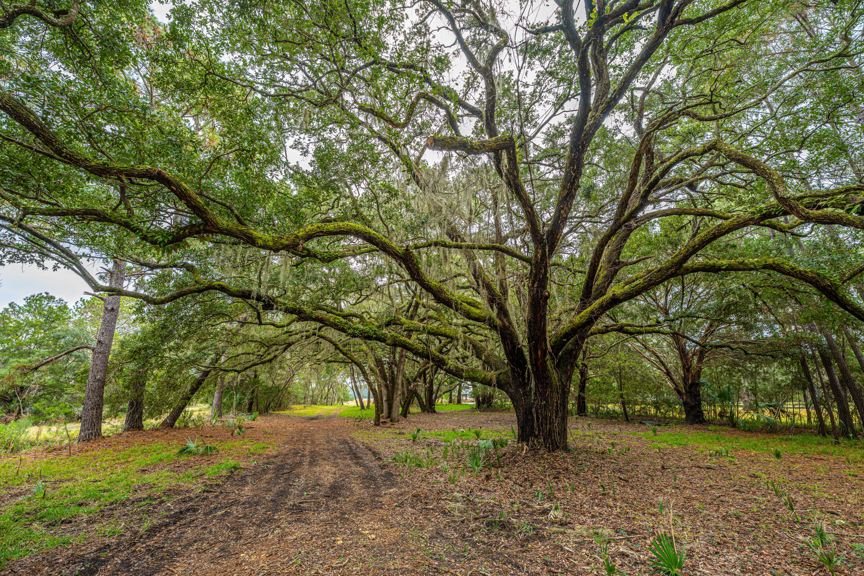 8737 Peters Point Road Edisto Island, SC 29438 - Photo 7 of 42 8737PetersPointRd003