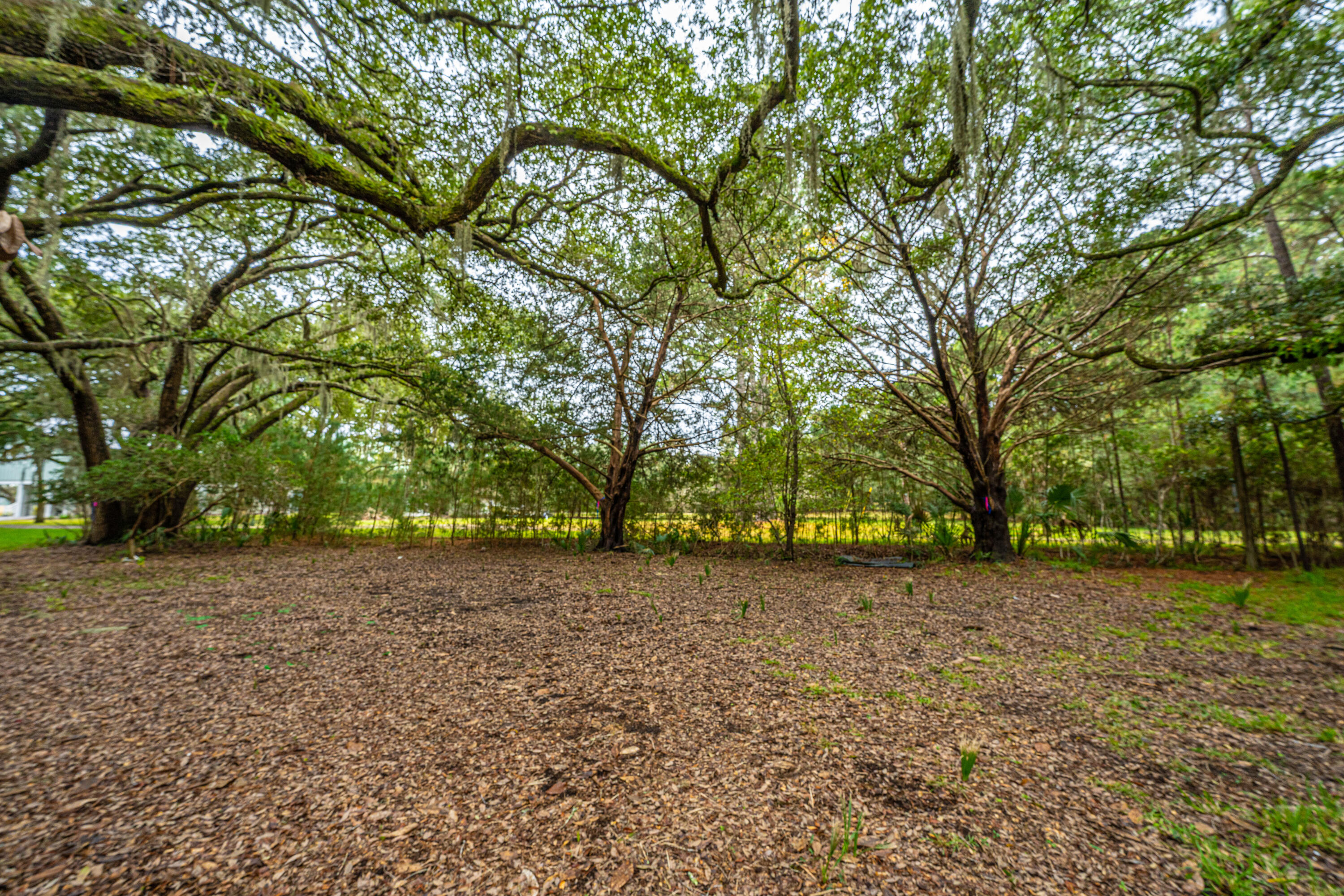 8737 Peters Point Road Edisto Island, SC 29438 - Photo 9 of 42 8737PetersPointRd006