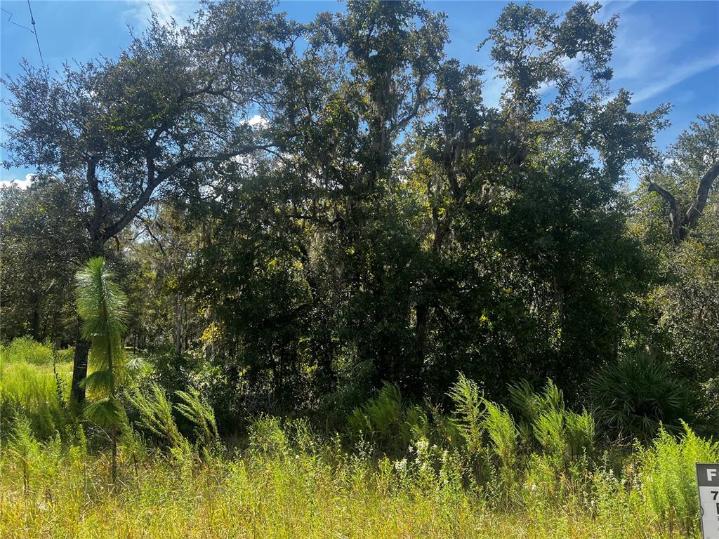 0 Crider Road Weeki Wachee, FL 34614 - Photo 2 of 11 a view of a lush green forest
